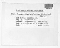 Phragmidium violaceum image